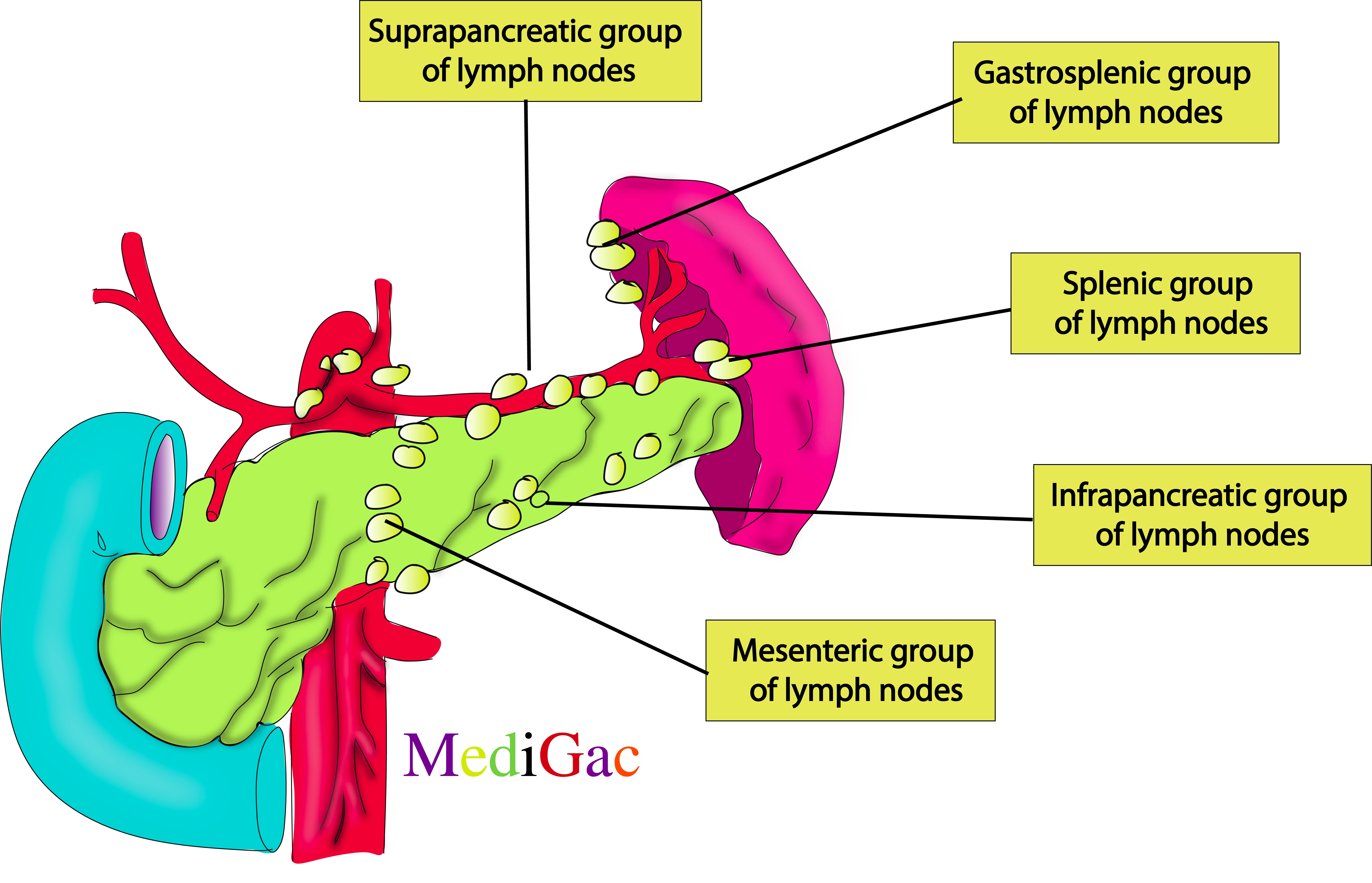 Splenic lymph nodes